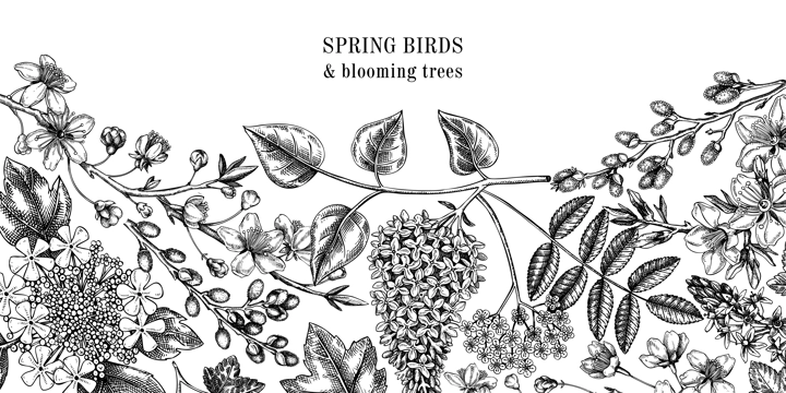 Flowering branches vintage background. Hand drawn almond, willow, rowan, currant, lilac, cherry blossom sketches. Botanical vector banner design of spring trees in flowers isolated on white 